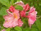     Rhododendron "Juanita"