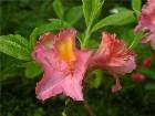 - Rhododendron "Juanit ... -  