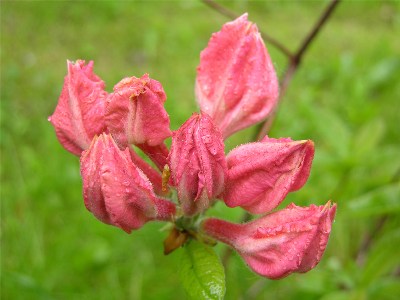     Rhododendron "Juanita"