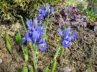    Iris Reticulata Harmony