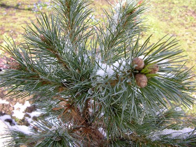     2007 Pinus parviflora Glauca