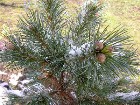     2007 Pinus parviflora Glauca