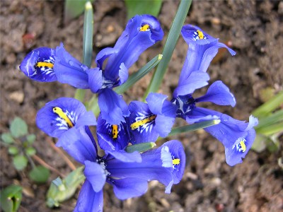   Iris Reticulata "Harmony"
