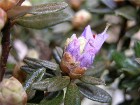     Rhododendron impeditum  "Azurika"
