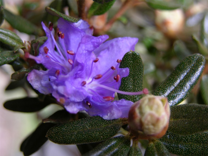     Rhododendron impeditum "Azurika"