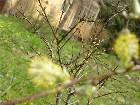 фото - Prunus cerasifera - Деревья и кустарники