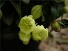  - Rhododendron ludlowi ... -  