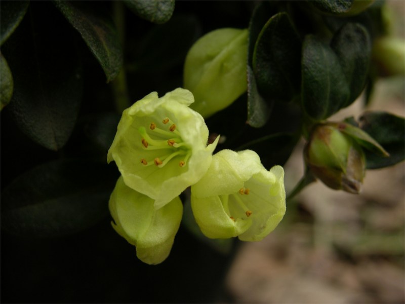     Rhododendron ludlowii "Wren"