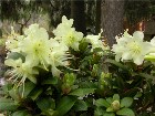  - Rhododendron hancean ... -  
