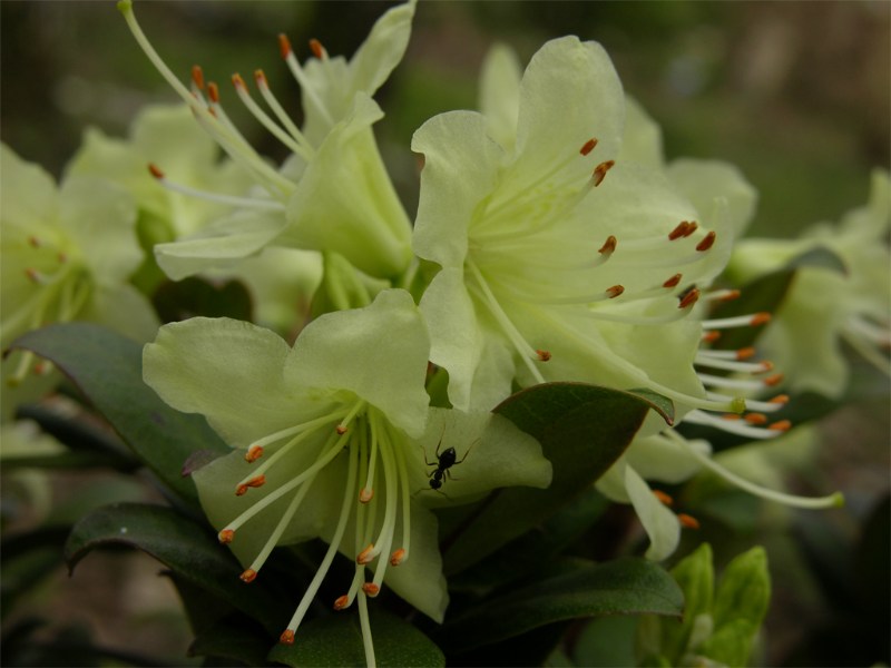     Rhododendron hanceanum " Princesse Anne"