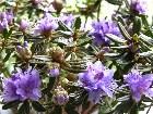  - Rhododendron impedit ... -  