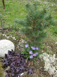      Pinus parviflora Glauca