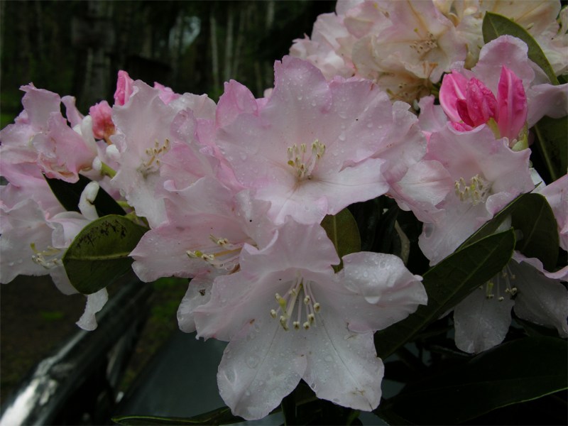     Rhododendron yakushimanum "Dreamland"