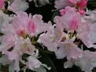  - Rhododendron yakushi ... -  