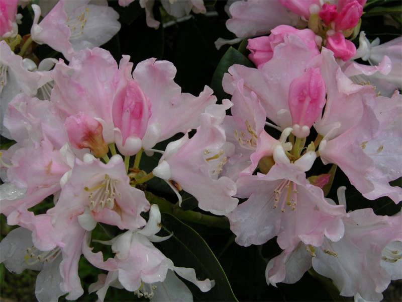     Rhododendron yakushimanum "Dreamland"