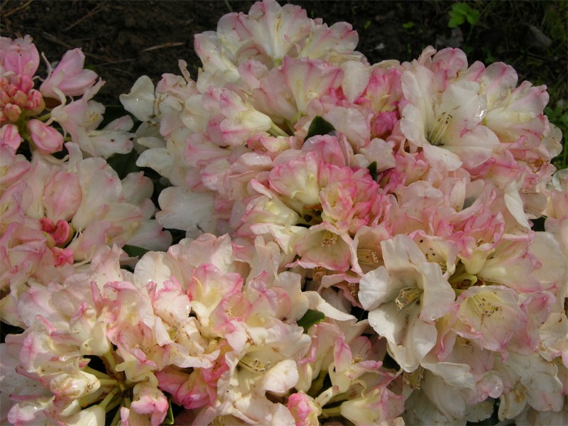     Rhododendron yakushimanum "Golden Torch"