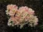  - Rhododendron yakushi ... -  