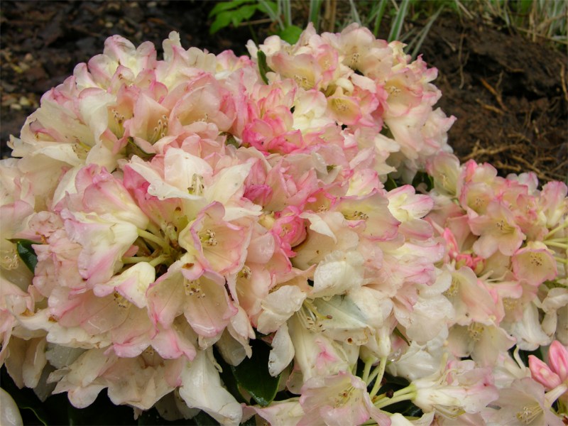    Rhododendron yakushimanum "Golden Torch"