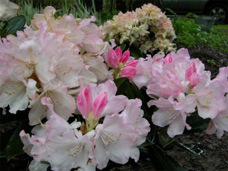     Rhododendron yakushimanum "Dreamland"  "Golden Torch"