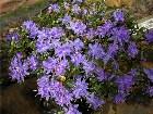  - Rhododendron impedit ... -  