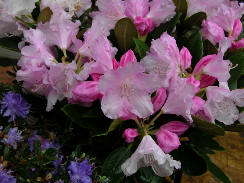     Rhododendron yakushimanum "Silberwolke"