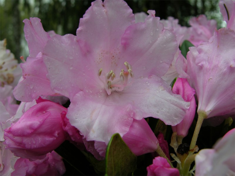     Rhododendron yakushimanum "Silberwolke"