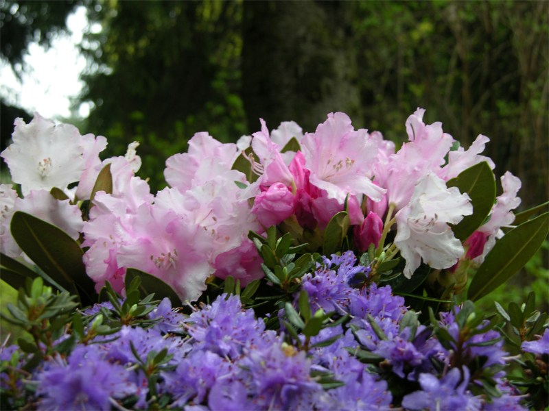     Rhododendron yakushimanum "Silberwolke"  Rh. impeditum "Azurika"