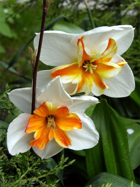    Narcissus "Trepolo"
