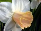  - Narcissus "Satin Pin ... - 