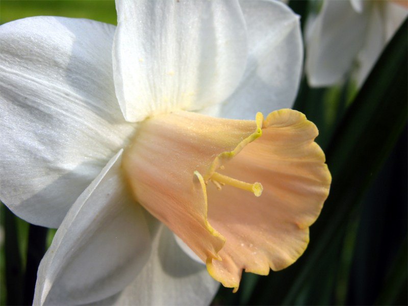    Narcissus "Satin Pink"