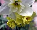    Narcissus "Papillon Blanc"  "Yellow Cheerfulness"