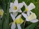  - Narcissus "Mount Hoo ... - 