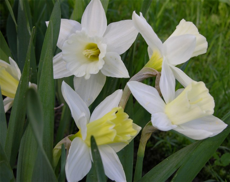    Narcissus "Mount Hood"