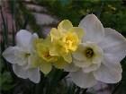  - Narcissus "Papillon  ... - 