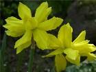  - Narcissus "Golden Du ... - 