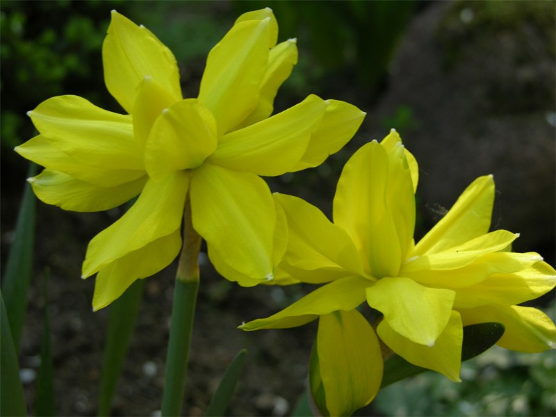    Narcissus "Golden Ducat"