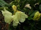  - Rhododendron Hybr. " ... -  