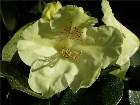  - Rhododendron Hybr. " ... -  