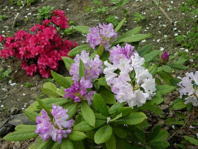     Rhododendron hybrid 