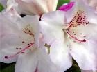  - Rhododendron "Simona ... -  