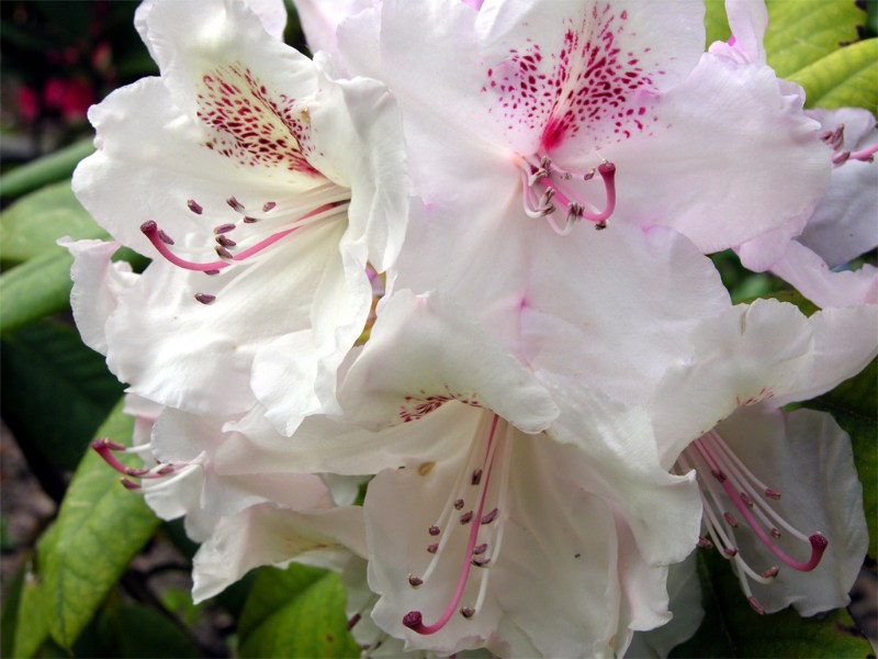     Rhododendron "Simona"