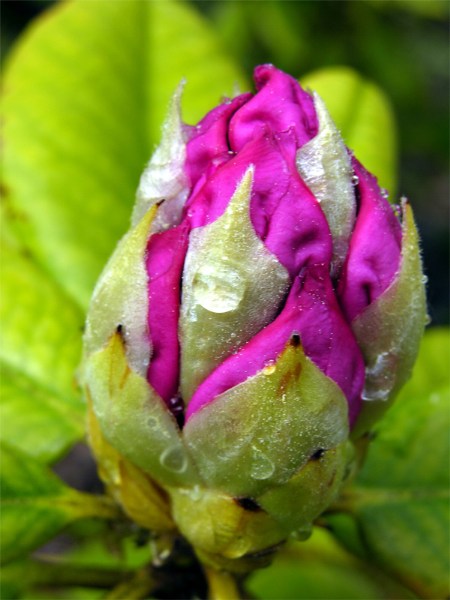     Rhododendron "Simona"