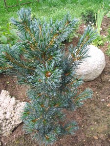       Pinus parviflora Glauca   2006 .