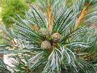        Pinus parviflora Glauca