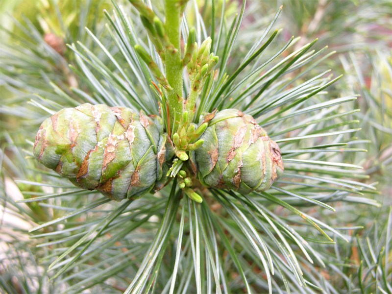        Pinus parviflora Glauca  2007.   !