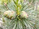        Pinus parviflora Glauca  2007.   !