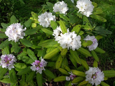     Rhododendron "Eskimo"