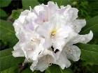  - Rhododendron "Eskimo ... -  