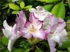 - Rhododendron -  