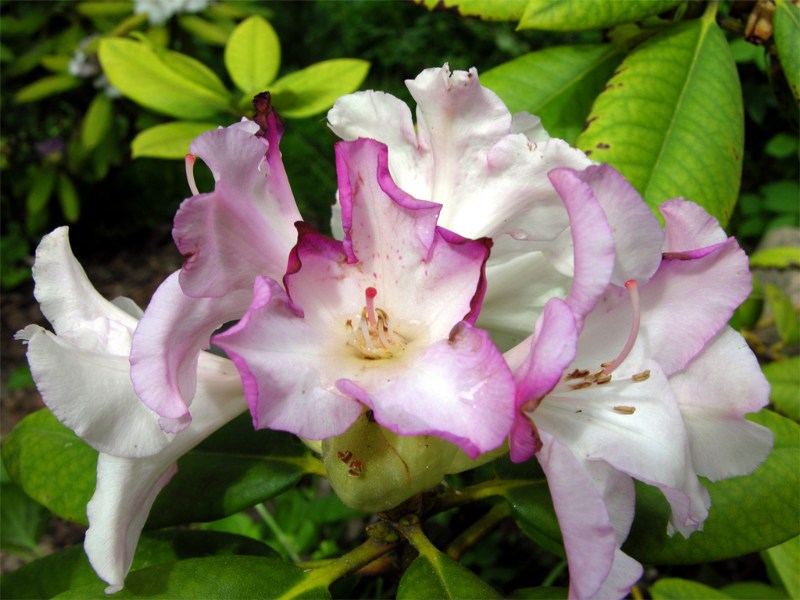     Rhododendron